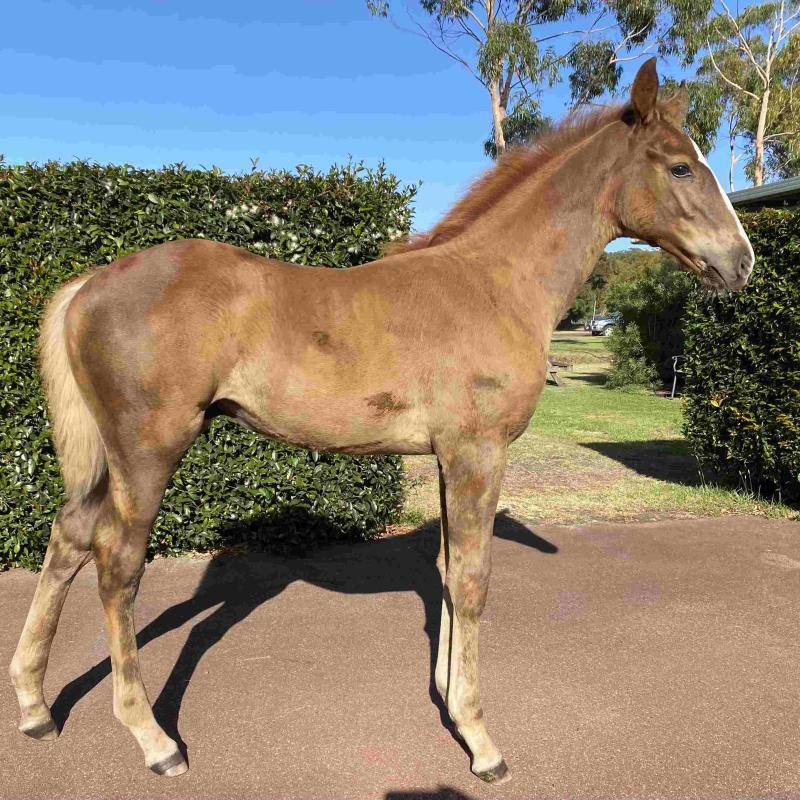 2023 Colt by Gold Standard out of Honglong