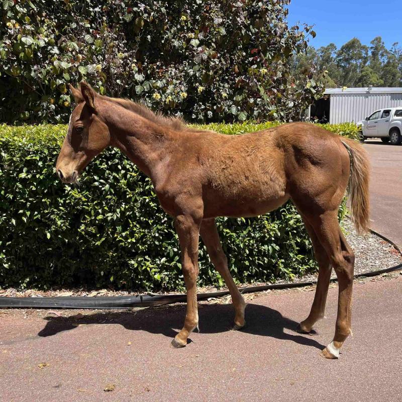2023 Colt by Gold Standard out of Grand Design
